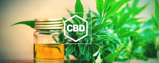 Todo Lo Que Debes Saber Sobre El CBD