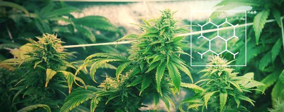 Cultivar Cannabis Según El Método ScrOG