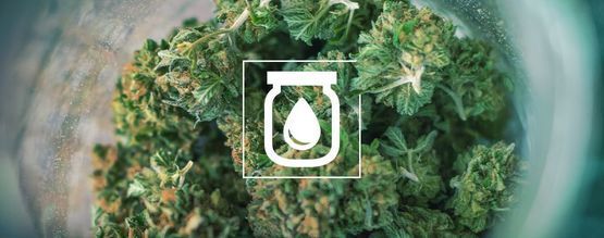 El Curado Al Agua del Cannabis: Qué Es y Cómo Se Hace