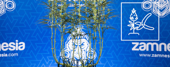 Cómo aplicar una poda lollipop a las plantas de marihuana