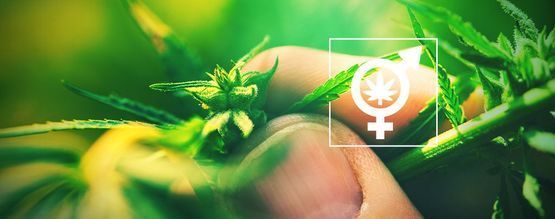 Por Qué Es Importante Conocer El Sexo De Tus Plantas De Cannabis