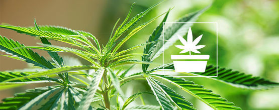 La Fase Vegetativa Del Cultivo De Marihuana