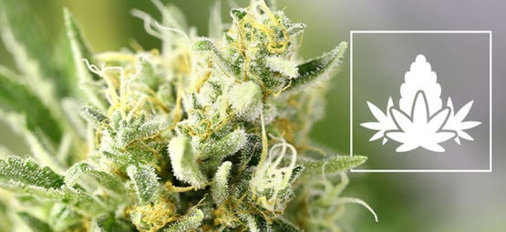 La Fase De Floración Del Cultivo De Marihuana