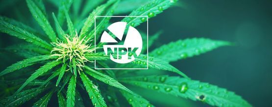 NPK: ¿Cuál Es La Mejor Proporción De Nutrientes Para Cultivar Marihuana?