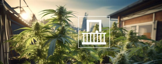 Por Qué Debes Cultivar Cannabis En El Balcón O Terraza