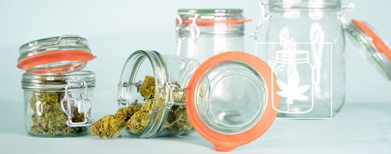 Cómo Curar Tu Marihuana