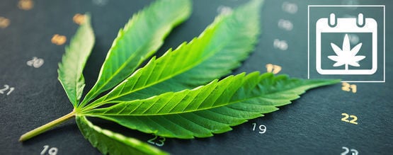 Calendario De Cultivo De Marihuana En Exterior De Zamnesia