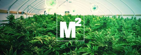¿Cuántas Plantas De Marihuana Deberías Cultivar Por Metro Cuadrado?