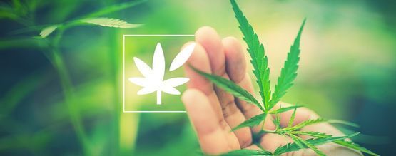 Todo Sobre La Anatomía De La Planta De Cannabis
