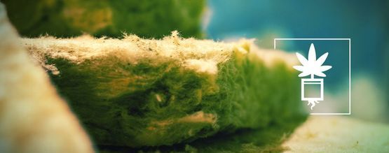 Lo Que Debes Saber Para Cultivar Cannabis En Lana De Roca