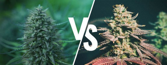 Marihuana Fotoperiódica Vs. Autofloreciente: ¿Cuál Es Mejor Para Ti?