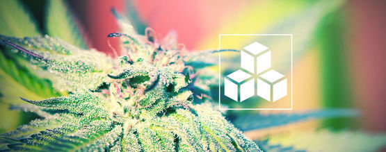La Importancia De Los Azúcares En El Cultivo De Cannabis