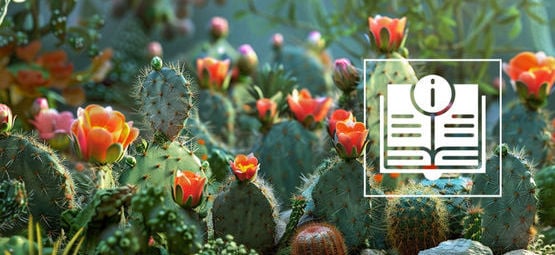 Guía Definitiva De Los Cactus De Mescalina