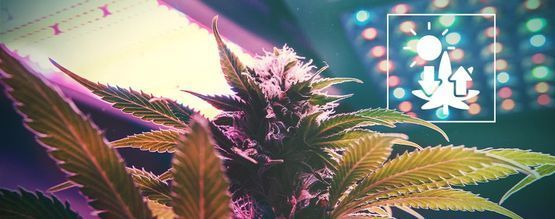 Marihuana Y Fotosíntesis