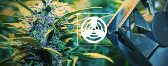 Ventilación Del Espacio De Cultivo De Cannabis