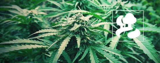 Cómo Cultivar Cannabis En Una Plantación De Guerrilla