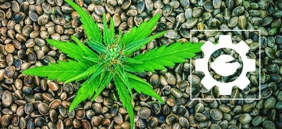 ¿Qué Son Las Semillas De Marihuana Autoflorecientes?