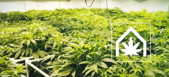 Cómo Crear Y Mantener El Espacio De Cultivo De Marihuana Definitivo