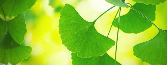 Cómo Aprovechar Al Máximo El Ginkgo Biloba