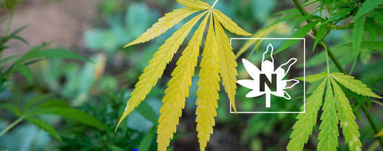 La Deficiencia De Nitrógeno En Plantas De Marihuana