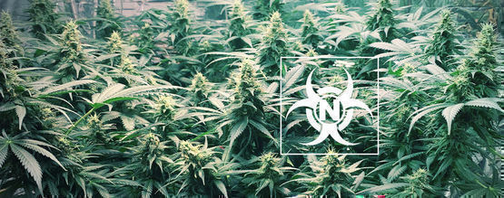 Exceso De Nitrógeno En Plantas De Marihuana
