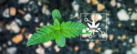 5 Factores Que Influyen En La Disponibilidad De Nutrientes Del Cannabis