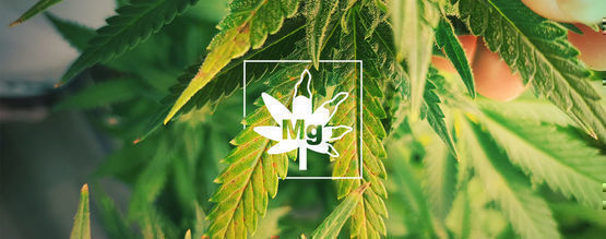 Deficiencia De Magnesio En Plantas De Marihuana