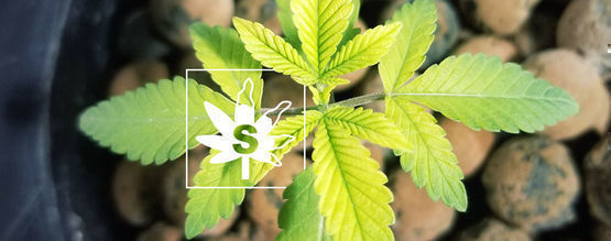 Deficiencia De Azufre En Las Plantas De Marihuana 