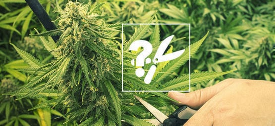 Cuándo Cosechar Las Plantas De Marihuana