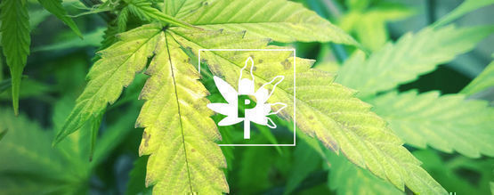 Deficiencia De Fósforo En Las Plantas De Marihuana