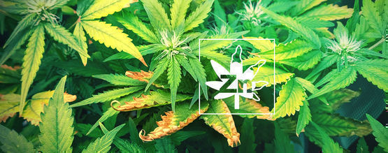 Deficiencia De Zinc En Las Plantas De Marihuana
