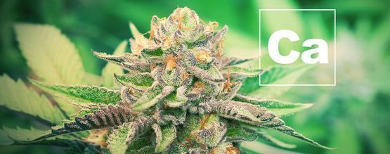 El Calcio Y Las Plantas De Cannabis