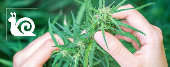 Crecimiento Lento Del Cannabis: Causas Y Cómo Remediarlo 