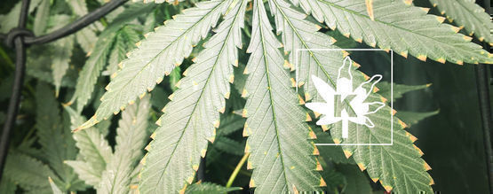 Deficiencia De Potasio En Las Plantas De Marihuana