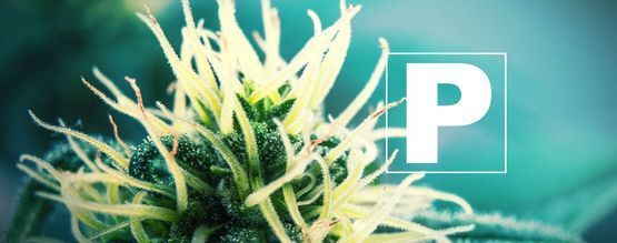 La Importancia Del Fósforo Para Las Plantas De Marihuana