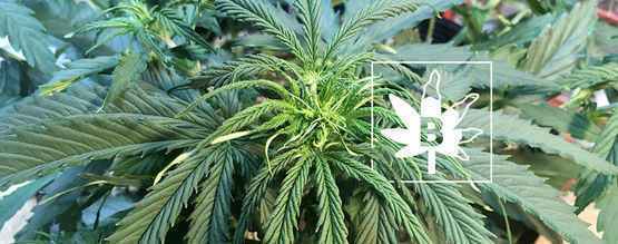 Deficiencia De Boro En Las Plantas De Marihuana