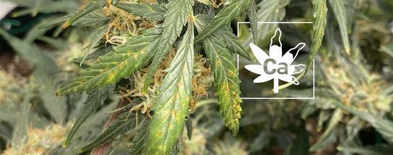 Deficiencia De Calcio En Las Plantas De Marihuana