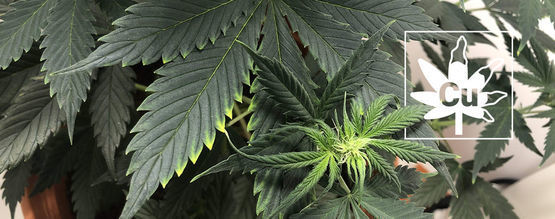 Deficiencia De Cobre En Las Plantas De Marihuana