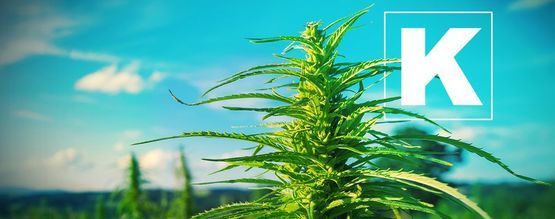 La Importancia Del Potasio Para Las Plantas De Marihuana