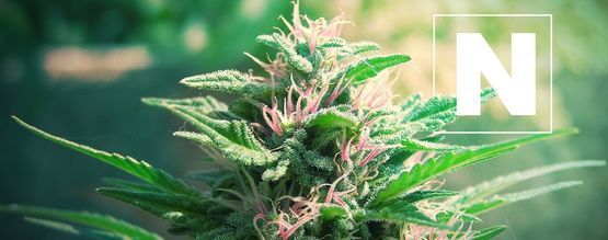 La Importancia Del Nitrógeno Para Las Plantas De Marihuana