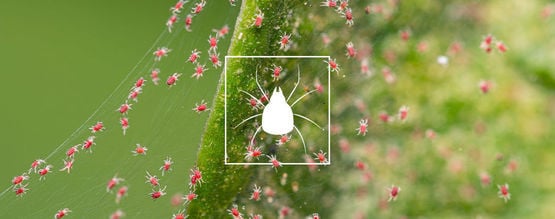 Cómo Eliminar Los Ácaros Araña (Araña Roja) De La Marihuana