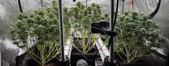 Iluminación intercalada o intercanopy: ¿Es buena idea?