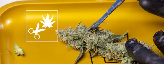 Cómo manicurar la marihuana