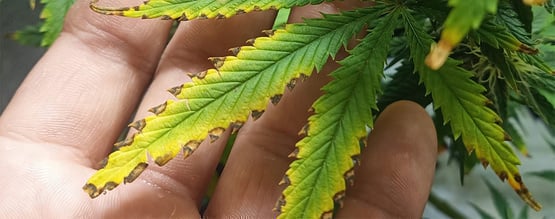 Quemaduras de nutrientes en la marihuana: Cómo detectarlas y solucionarlas