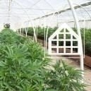 Por Qué Cultivar Cannabis En Un Invernadero