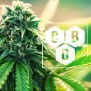 &iquest;Qu&eacute; Es El Cannabidiol (CBD)?