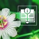 La Flor De La Pasión: Todo Lo Que Hay Que Saber