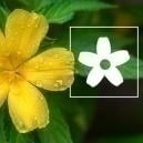 Cómo consumir damiana: Todo lo que necesitas saber