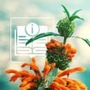 Wild Dagga: Todo Lo Que Hay Que Saber