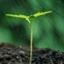 Cómo Proporcionar Nutrientes A Tus Plantas De Cannabis